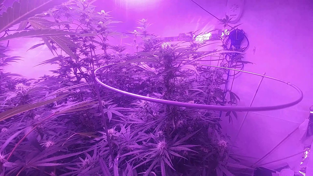 King led full spectrum 1500 watt  Day 21 of flower