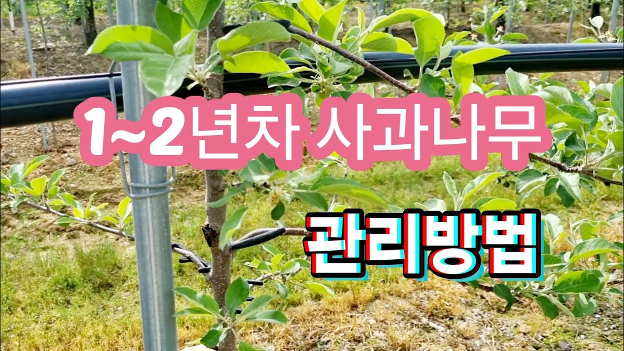 1~2년차 사과나무 관리방법