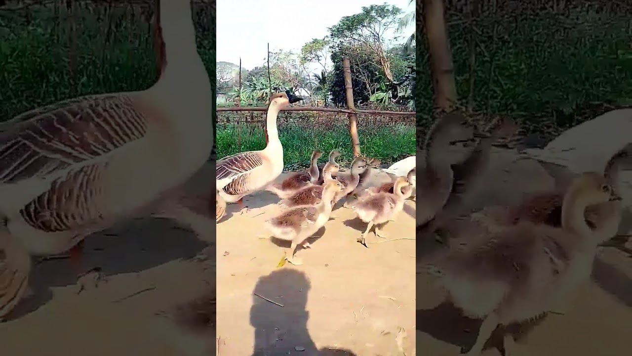 রাজা হাস দুইটা দিয়ে শুরু করোন।মাসে দুই হাজর টাকা আয় করবেন!Dukh#