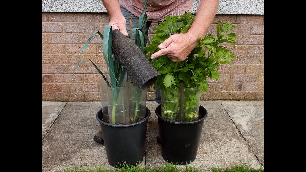 Grow Vegetables. Grow Organic Leeks & Celery in buckets, two month on, time to shut out the light.