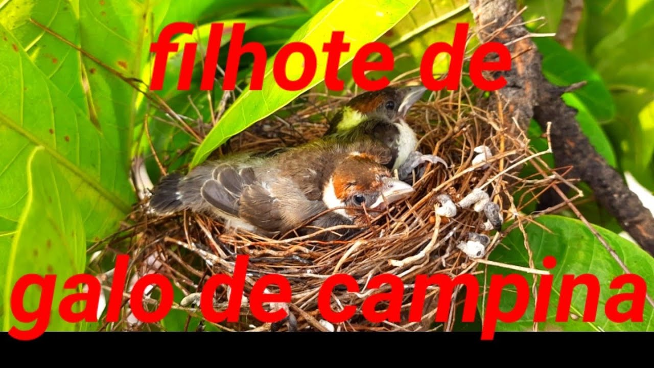 FILHOTES de galo de campina