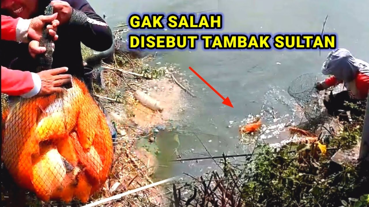 Benar2 Tambak SULTAN.. hasil mancing sampai gak kuat ngangkat