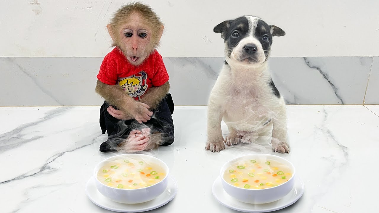 Monkey Cubis & Puppy Lucky sit obediently waiting Dad cook porridge!