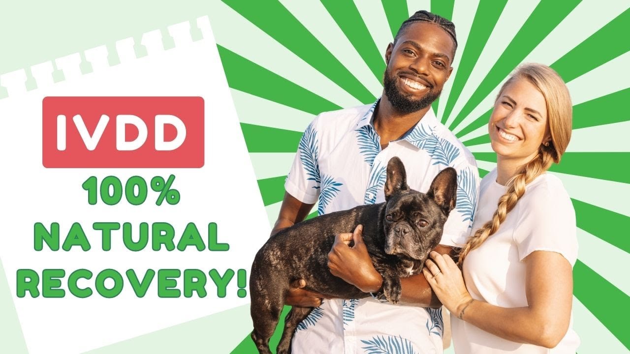 IVDD Full Recovery Story - Natural Treatment for our French Bulldog - No Surgery & No Meds Required!