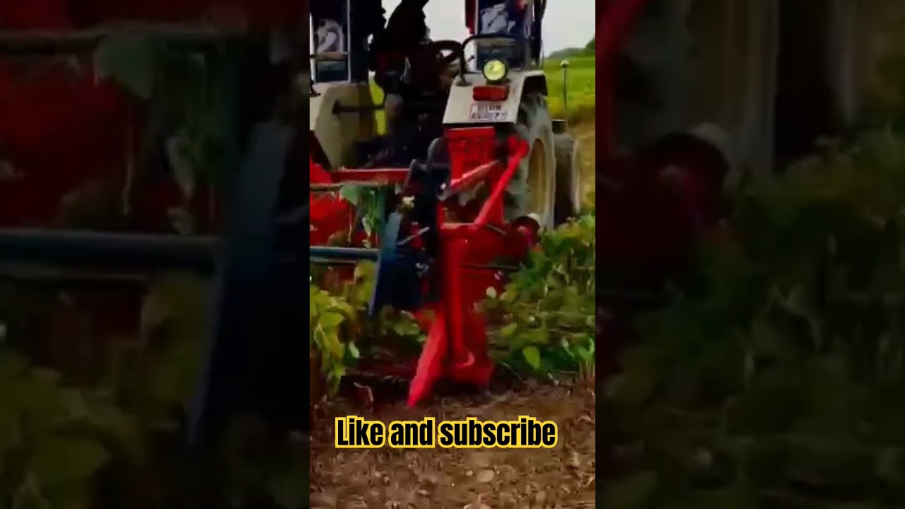 black Gram harvesting 