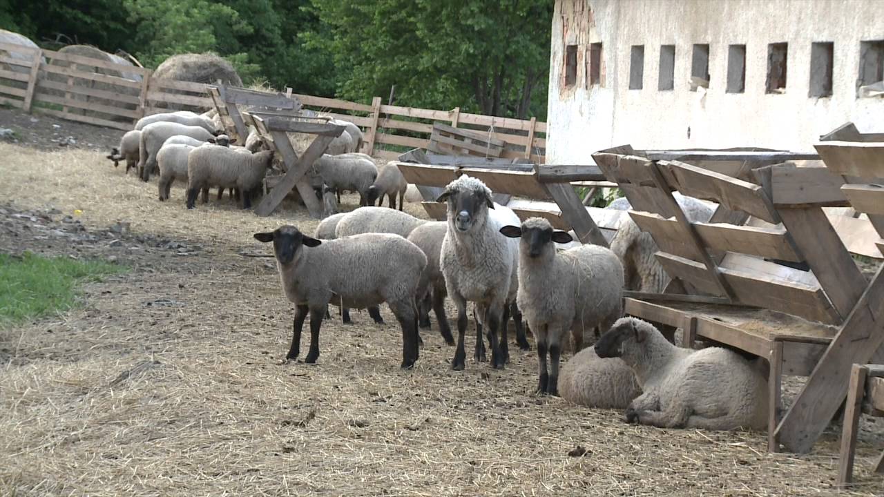 Naša májová bryndza HD
