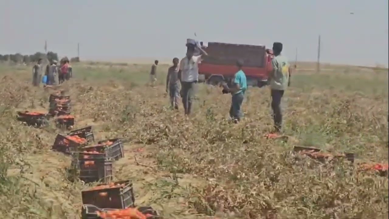 ابني علي راس الأرض فورا مشروع سمالوط وشوف الخير والعماله بكام للحجز01004225984 شركه الفلاح