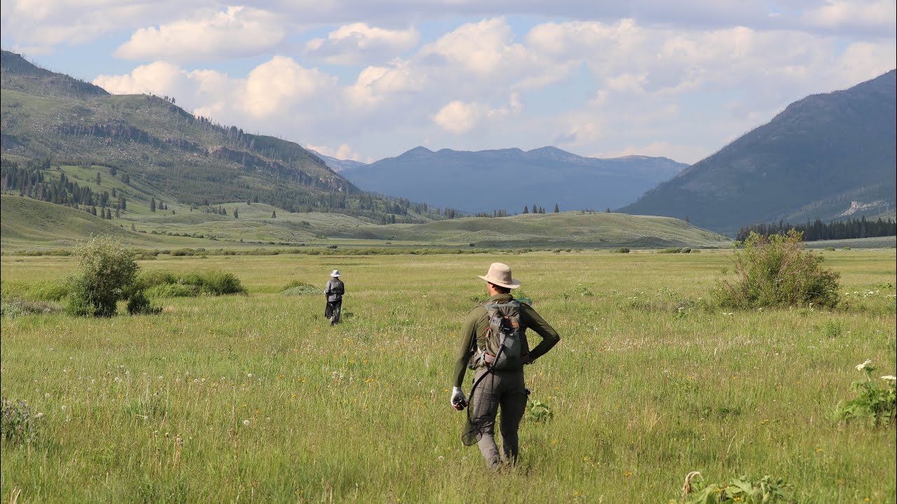 Fly Fishing for cutthroat trout - Yellowstone National Park 2023