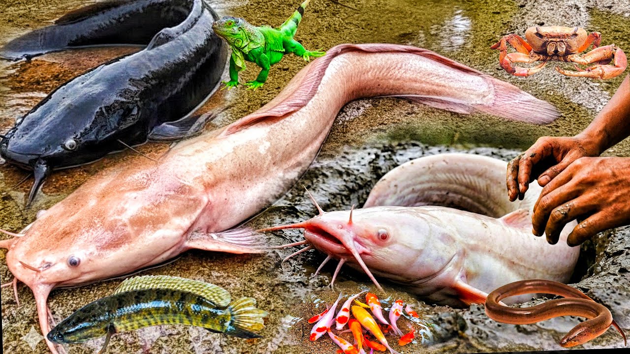 Wow! Tangkap Ikan Lele Albino Dalam Lubang Ada  Lele Jumbo, Ikan Gabus, Ikan Hias, Ikan Toman, Ular