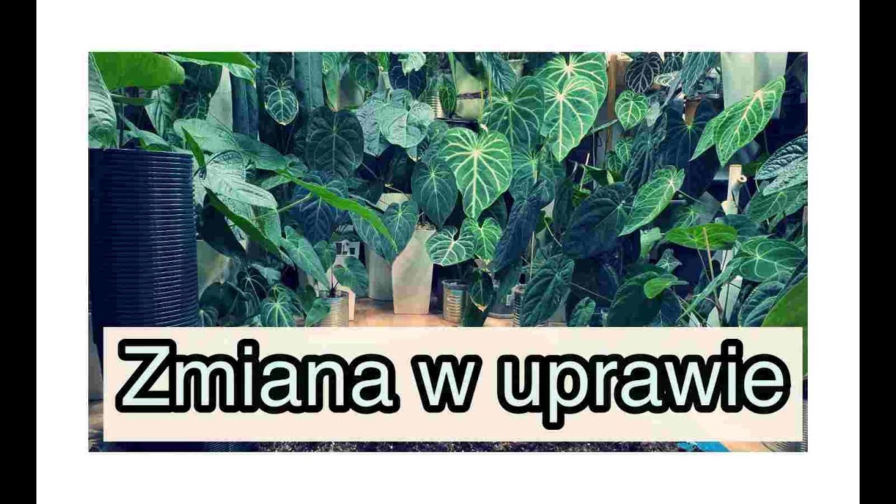 Inwestuj w Duże Donice i Odkryj Sekret Szybkiego Wzrostu Twoich Roślin!