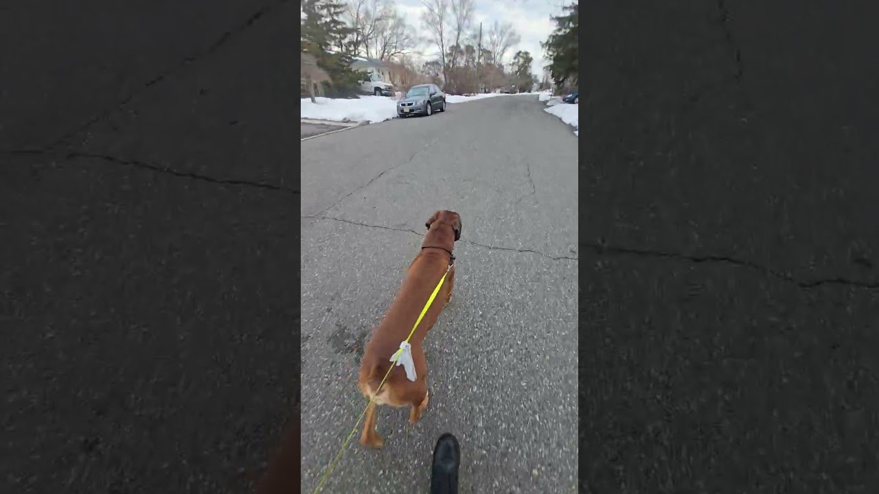 Just a morning walk with Tbone. Nothing fancy, just clear
