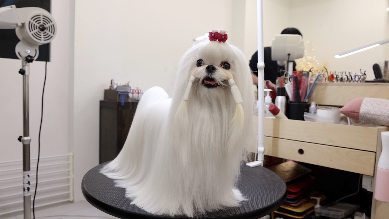 말티즈 - 도그쇼출진을 위한 준비 (grooming maltese)