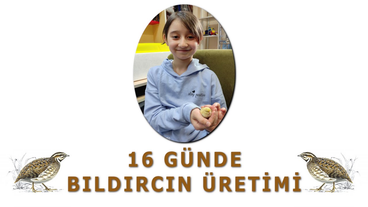 KULUÇKA MAKİNASI İLE 16 GÜNDE BILDIRCIN ÜRETİMİ / 16-DAY RINTER PRODUCTION WITH HATCHER MACHINE