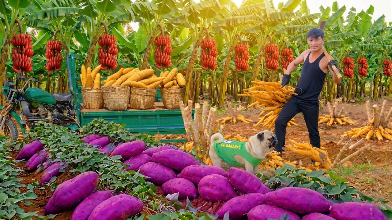Harvest Cassava, Sweet Potatoes, Bananas To Sell At The Market And Make Cakes With Them – Farming
