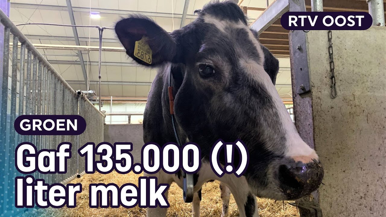 Harmke 309 is de oudste koe van Nederland | RTV Oost