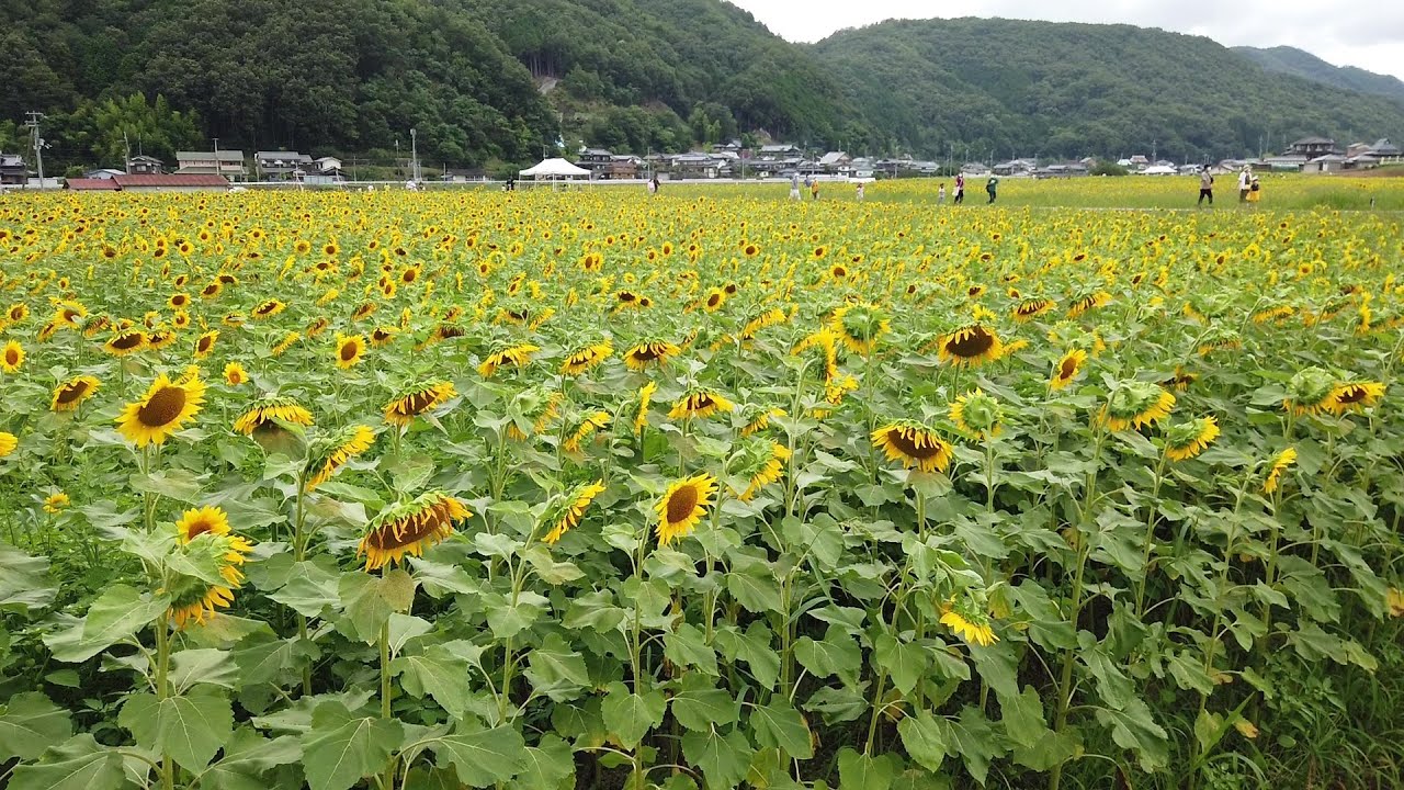 Walking  sunflower field :Japan Hyogo Sayo Town  : 【佐用町ひまわり】