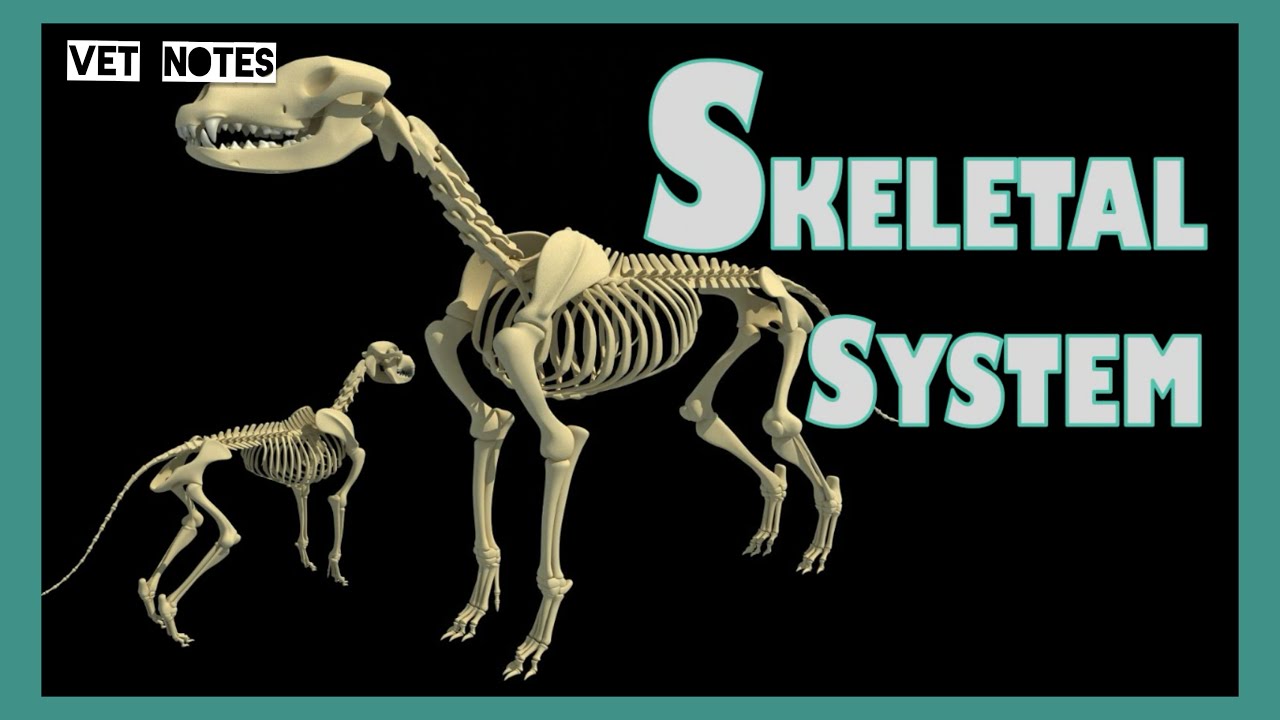 Skeletal System of Dog | Bones | Canine Anatomy | inPAWmation