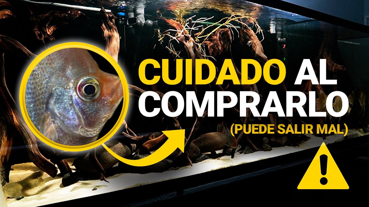 Uno de los PECES más DIFÍCILES para mantener en un ACUARIO