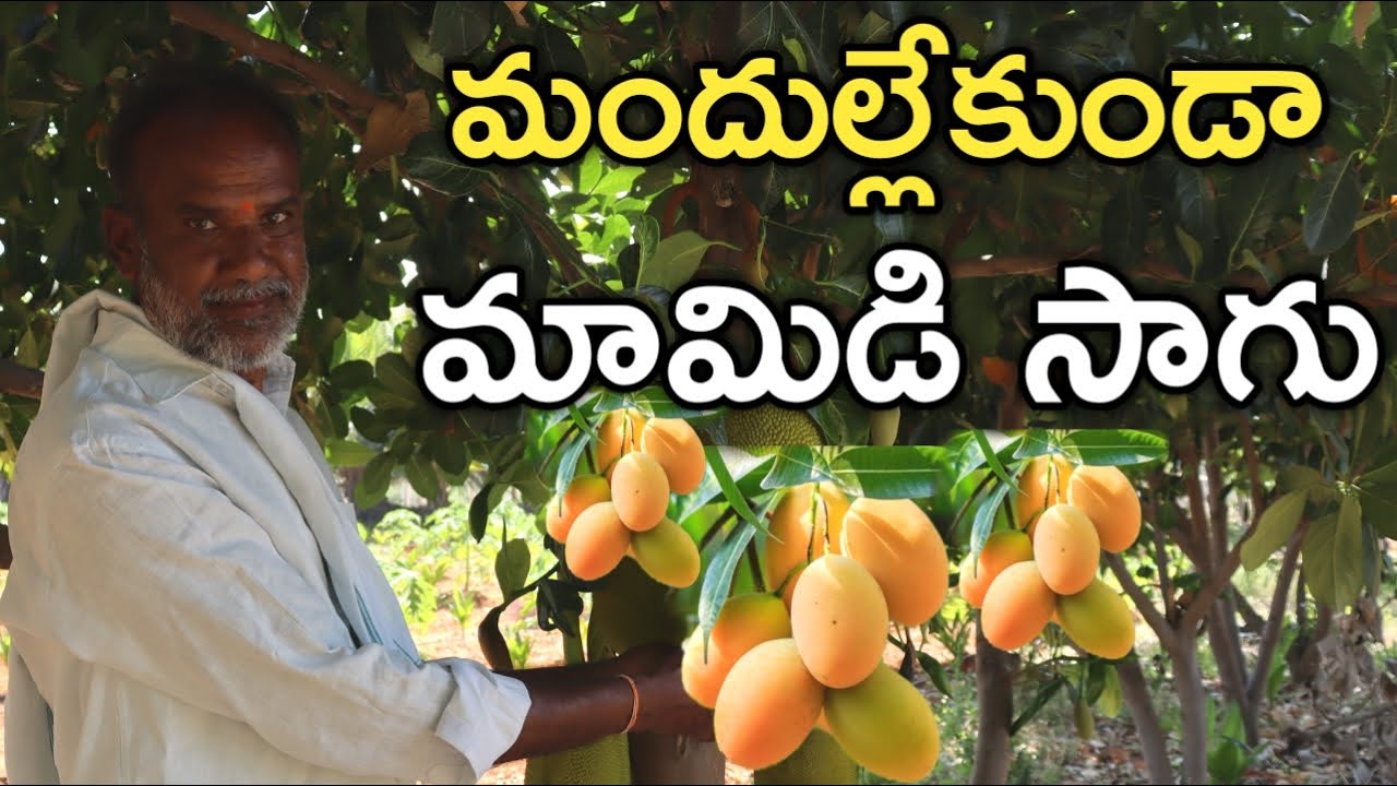 14 ఎకరాల్లో మామిడి పండిస్తున్న.. సొంతంగా అమ్ముతున్న | Mango Farming