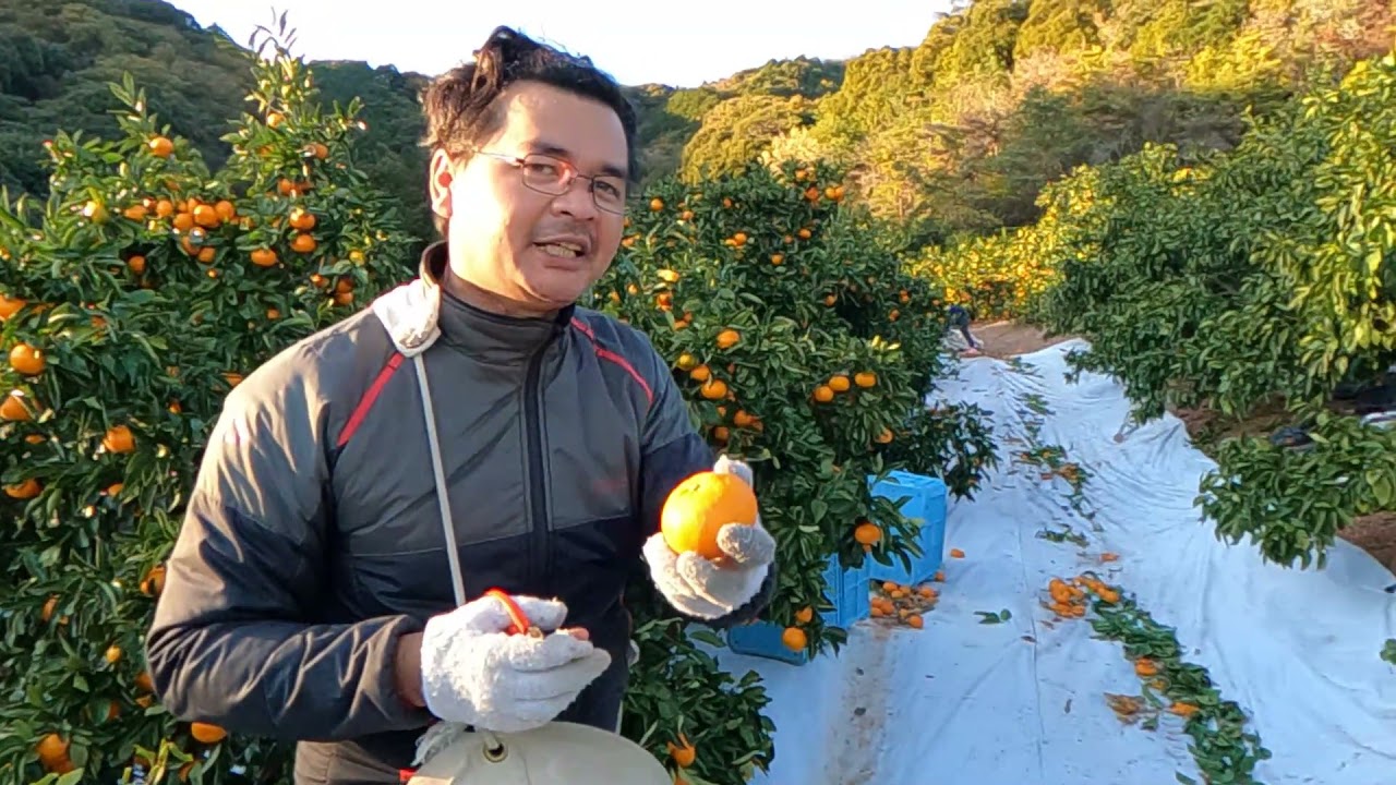 Kerja Serabutan Di Jepang untuk bertahan Hidup || Kuli Kebun Jeruk ||