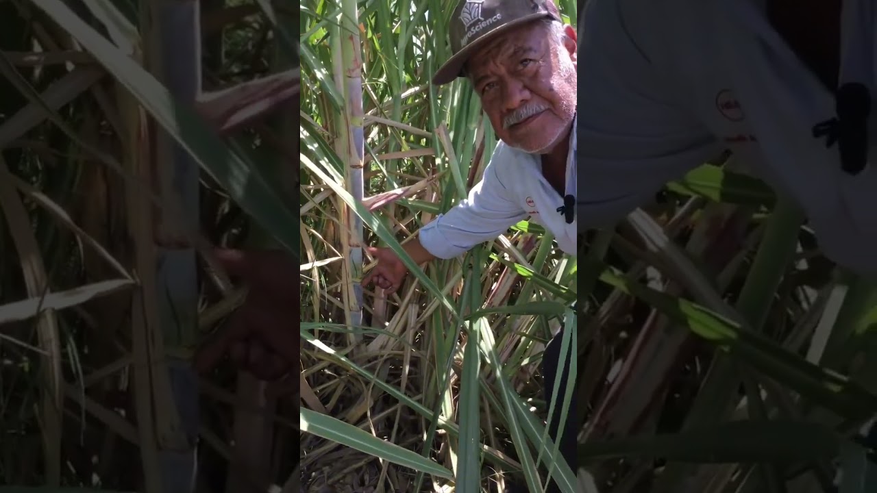 #shorts Desclazole de ca&ntilde;a de az&uacute;car
