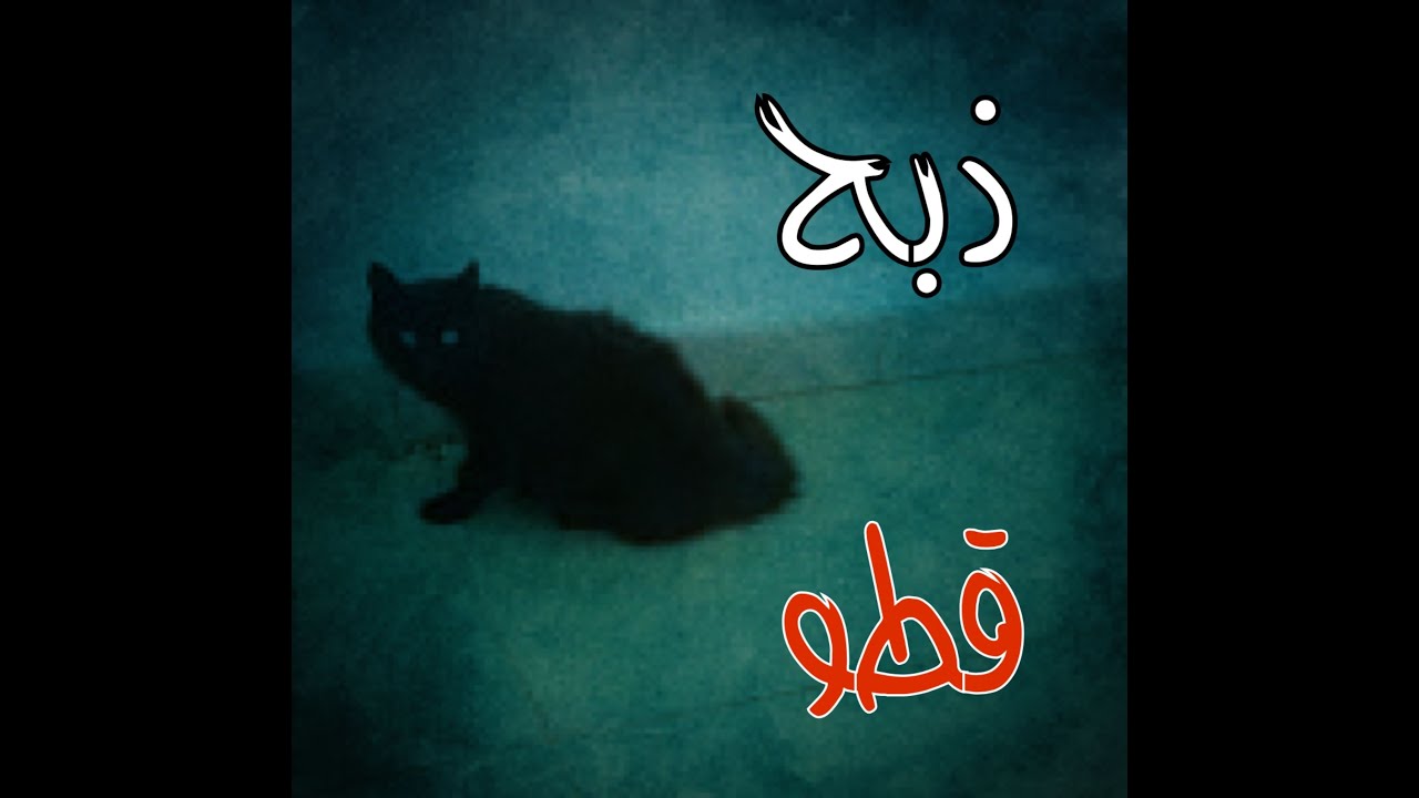 (ق465) قتل قطو أسود كان يظهر بكل مكان وفقد سنوات من عمره 