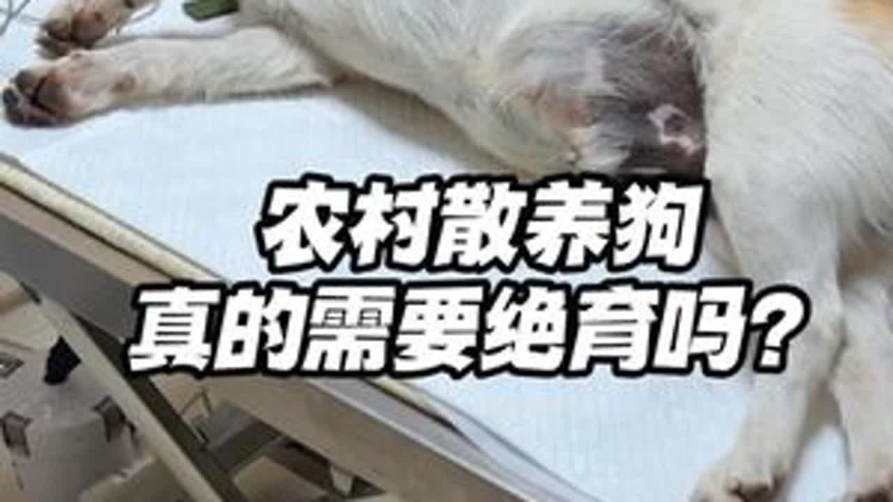 农村散养狗，真的需要绝育吗？ #狗