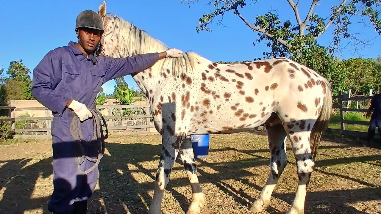 RAINDROP TRAINING PROGRESS..!!❤️🐴🐎