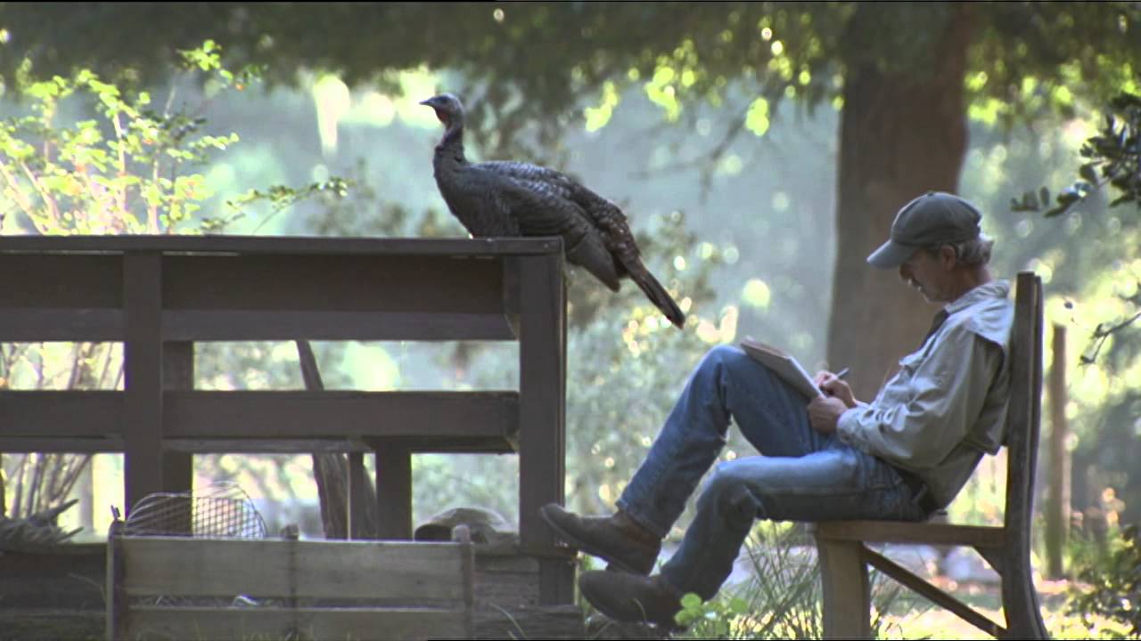 My Life As A Turkey Intro