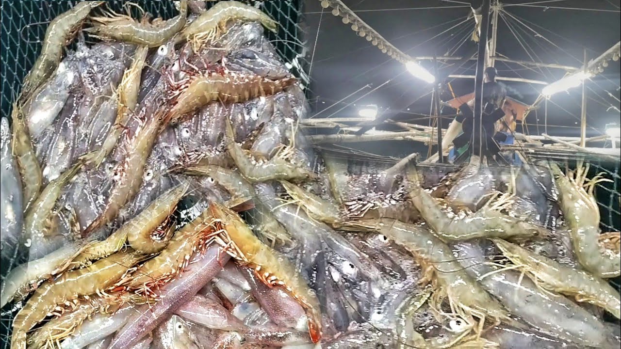 DAGSA NA MGA PUSIT SUMABAY PA SUGPO AT HIPON.