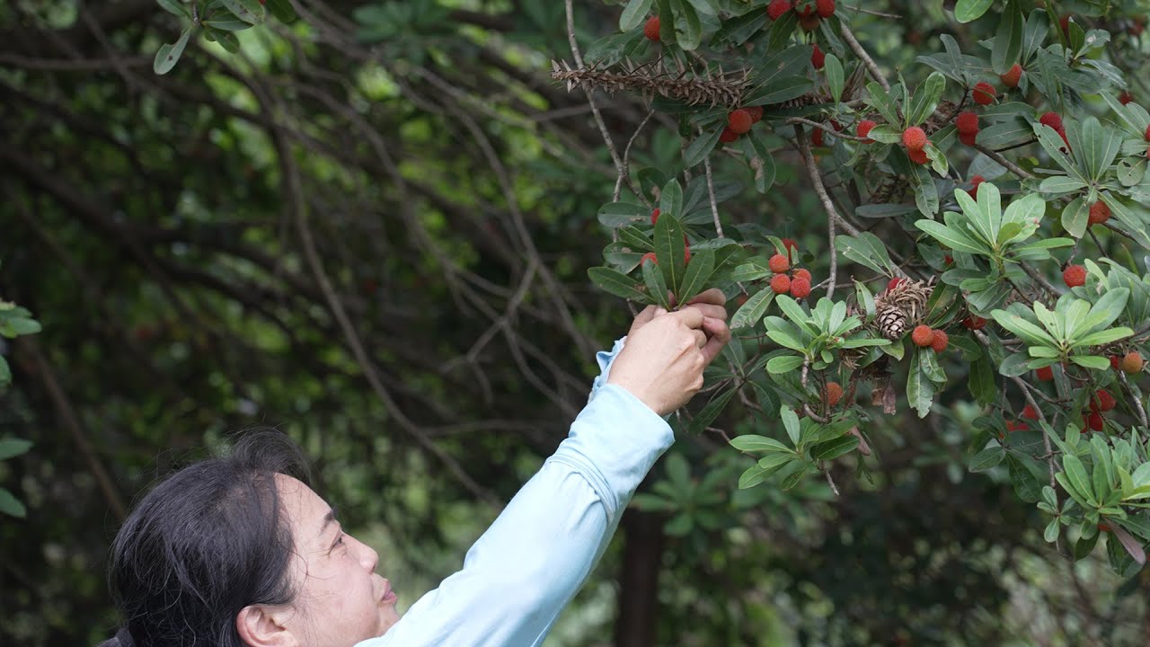 山杨梅泡酒，农家人稀罕的宝Bayberry-infused liquor — a cherished treasure in rural villages
