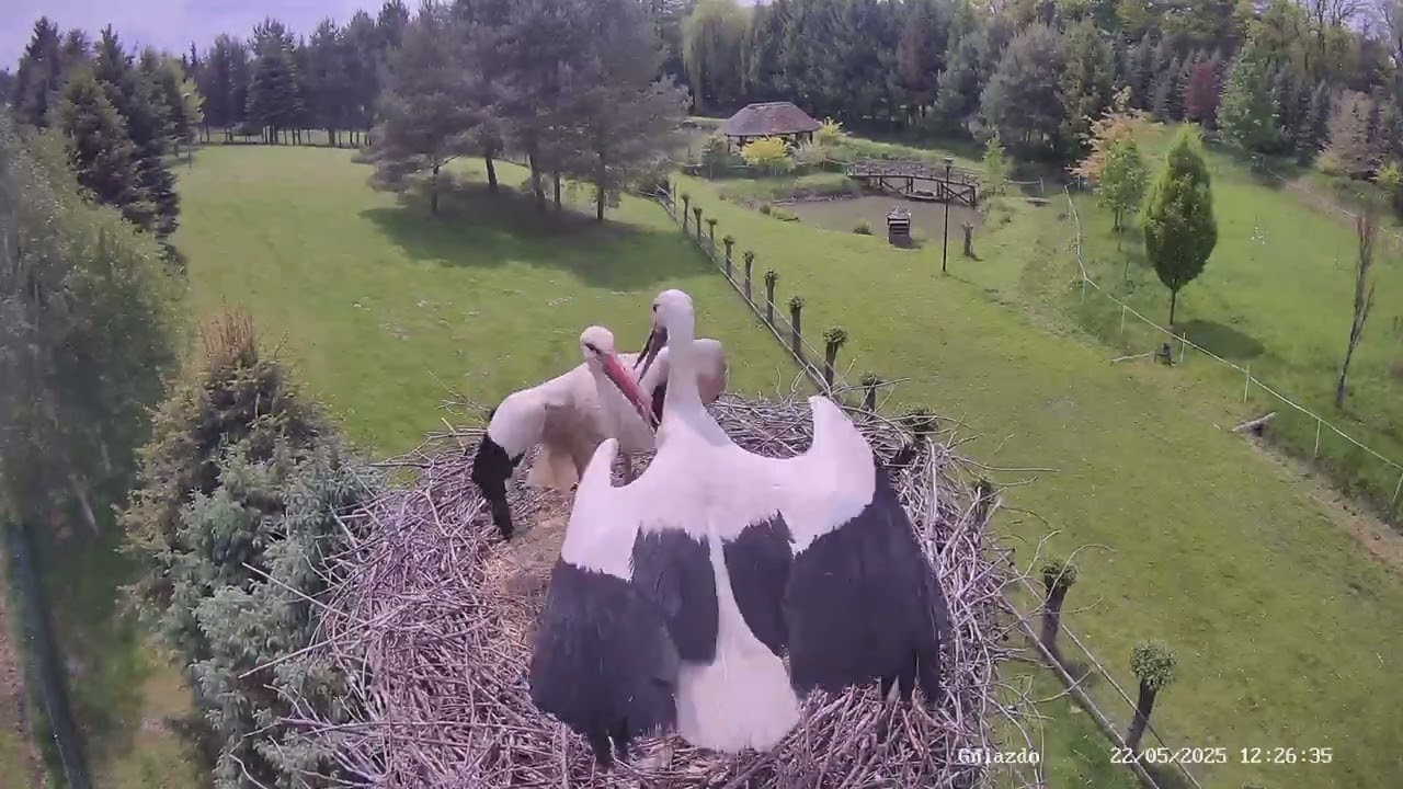 Lądowanie zeszłorocznej samicy w gnieździe. #whitestork #storknest #bociany