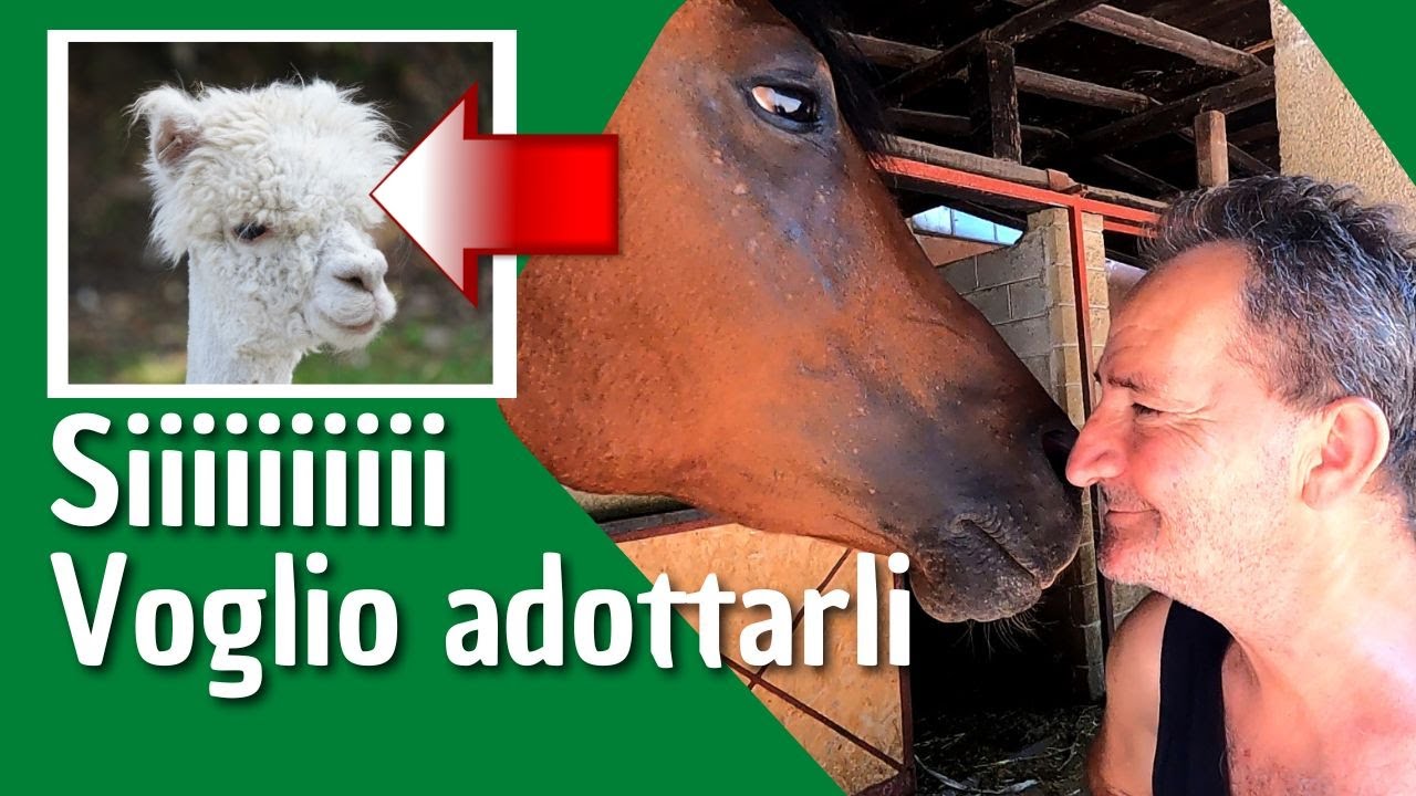 Come adottare bellissimi animali abbandonati, maltrattati, feriti e abusati