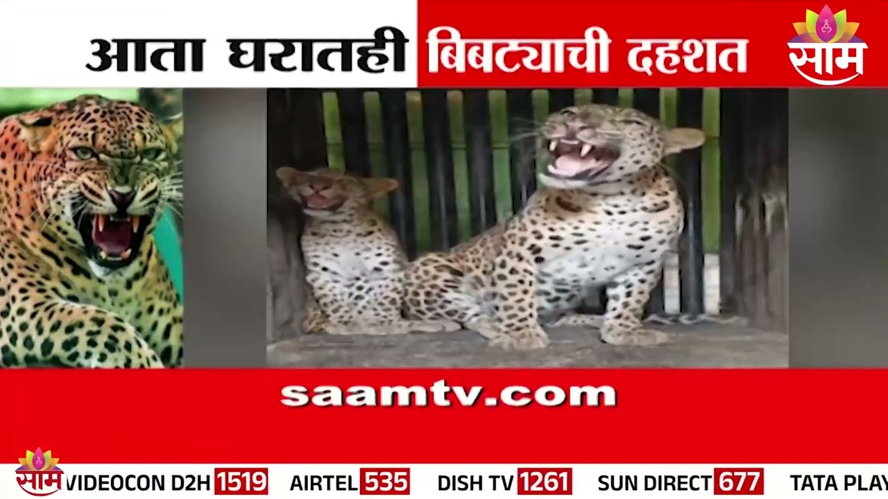 Special Report | आता बिबट्या थेट तुमच्या घरात | Leopard Attack