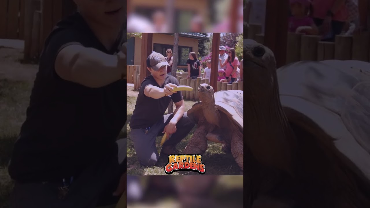 Meet Orville the Aldabra Tortoise