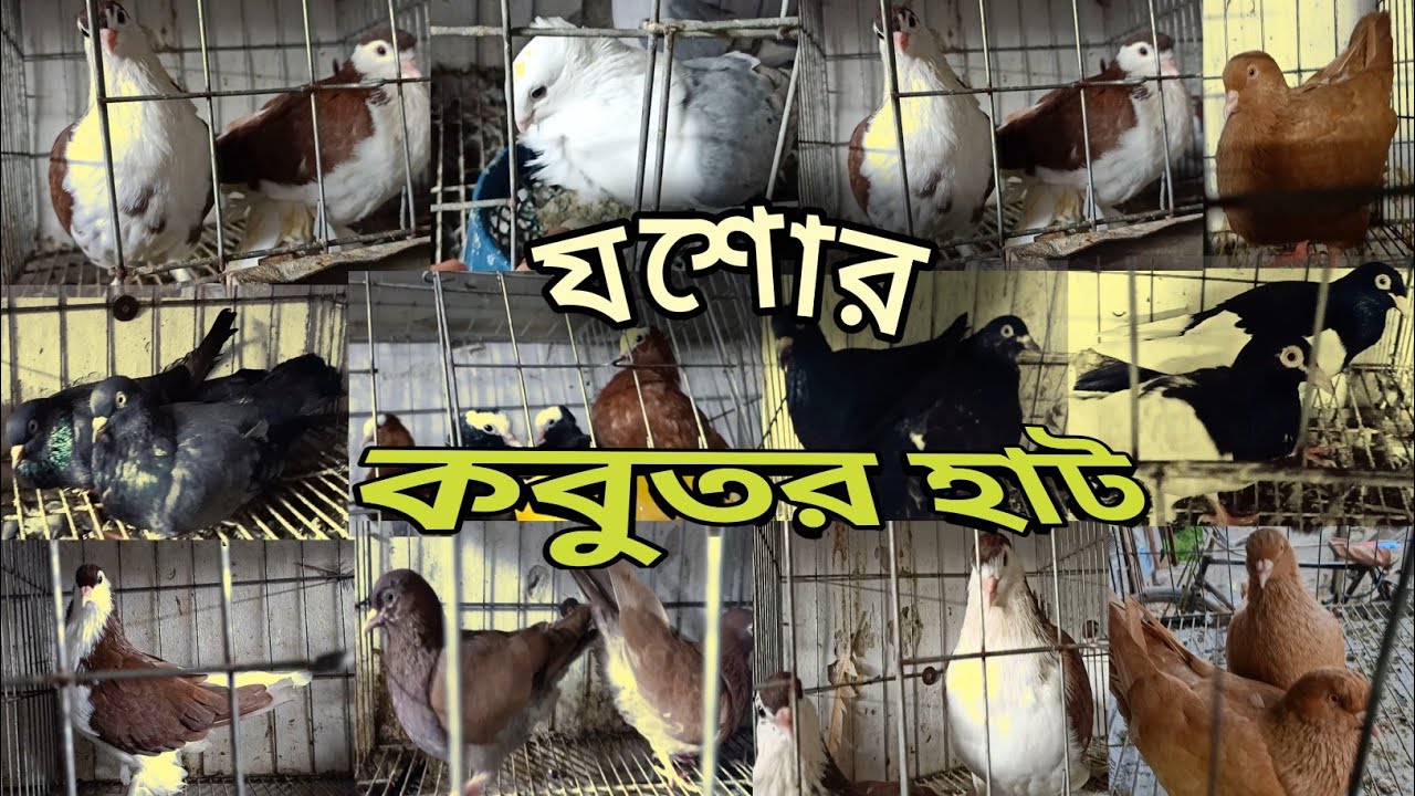 কবুতর হাট য‌শোর। Jashore kobutor hat।