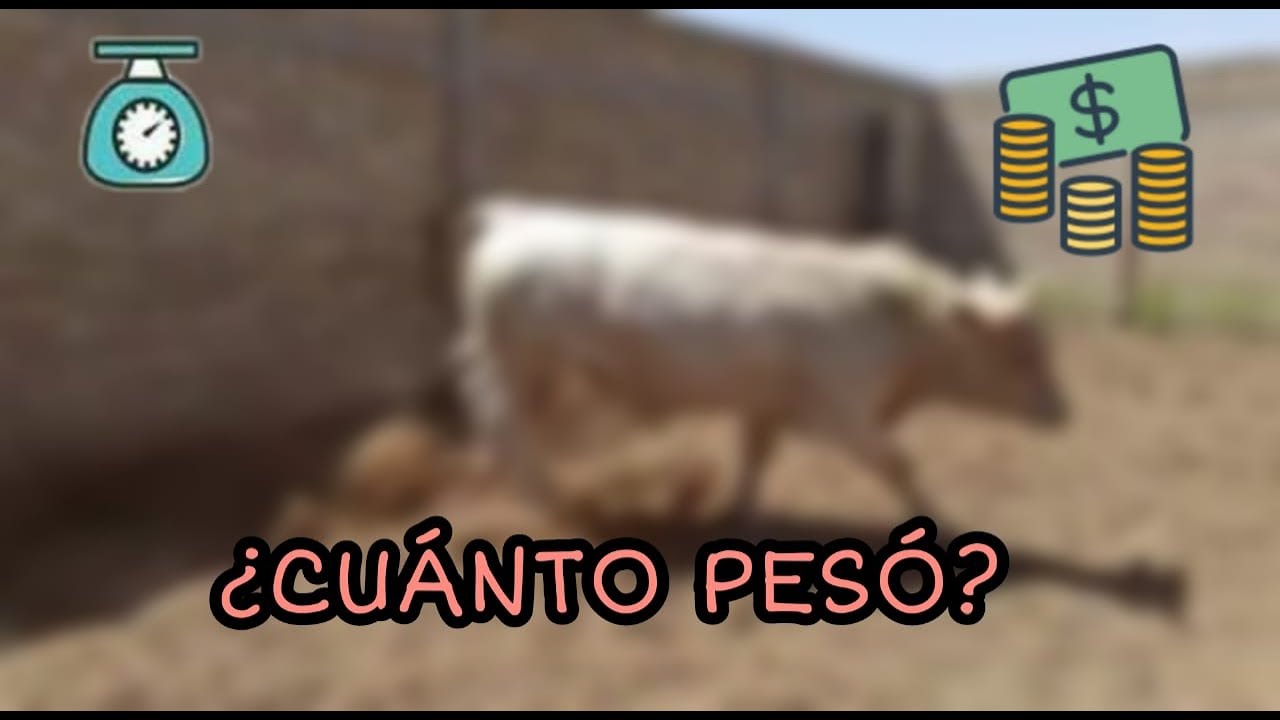🧑‍🌾CUÁNTO PESÓ EL BECERRO CHAROLAIS?🐃|LOS DEL CORRAL MX 🐂