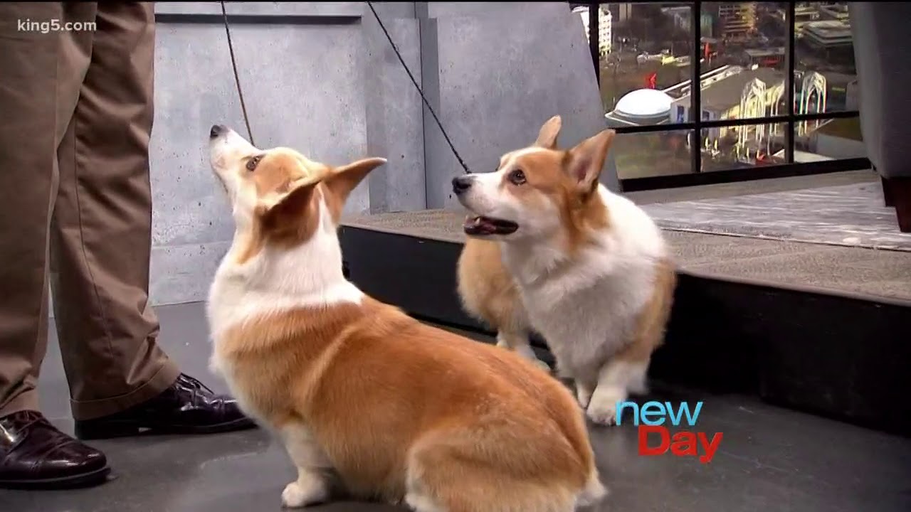 Corgis 101: Everything you need to know about Queen Elizabeth's favorite dog - New Day NW