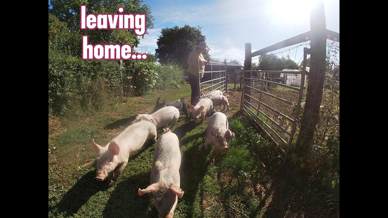 Lilys piglets are leaving home for finishing school