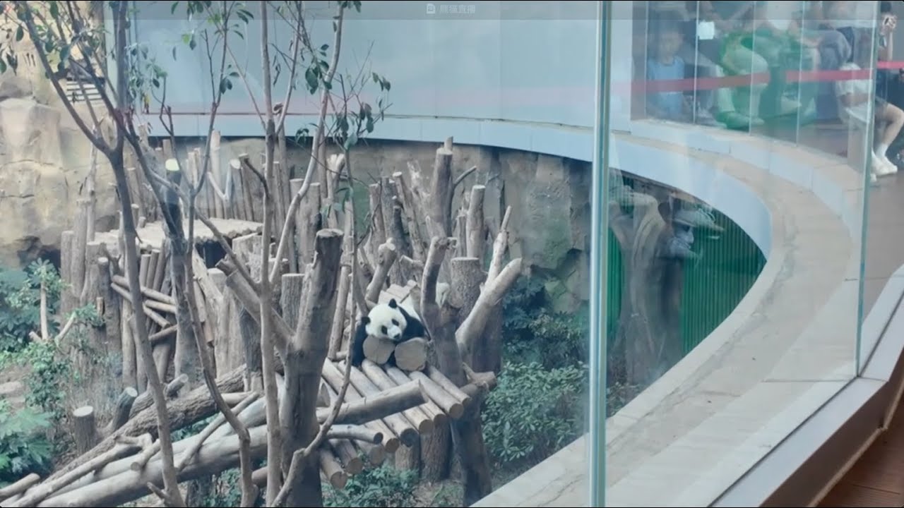 LIVE: Inside the world’s preeminent giant panda sanctuary in Chengdu