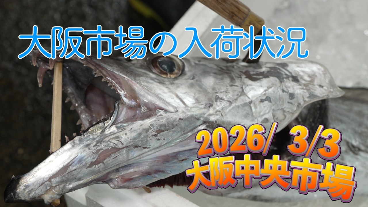 【中央市場】「久々に入荷！　九州からドラゴン級のタチウオ」Today’s Recommended Picks at the Central Wholesale Market