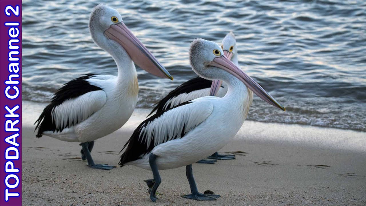 8 Especies Increibles de Pelicanos