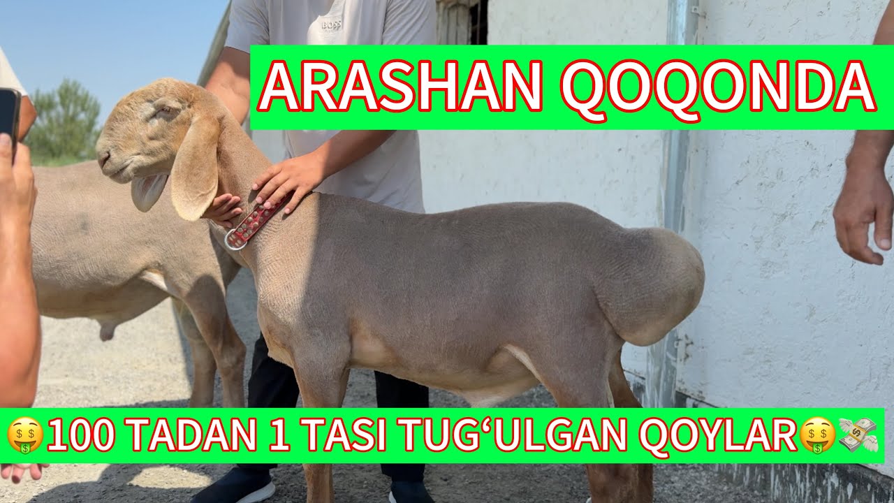 ARASHAN QOQONDA BAXO BERILAR ASRORJON х/з #uzbekistan #арашанская_порода #animals 