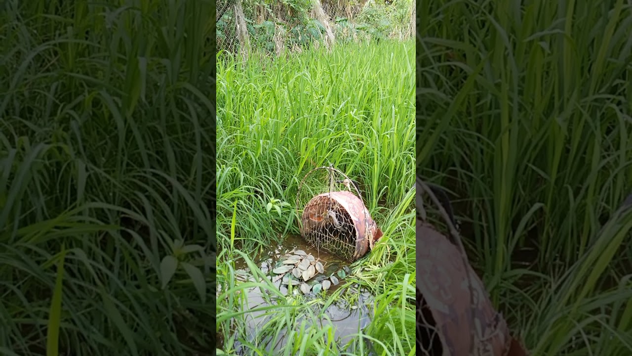 Tiếng quốc mồi mái kêu.