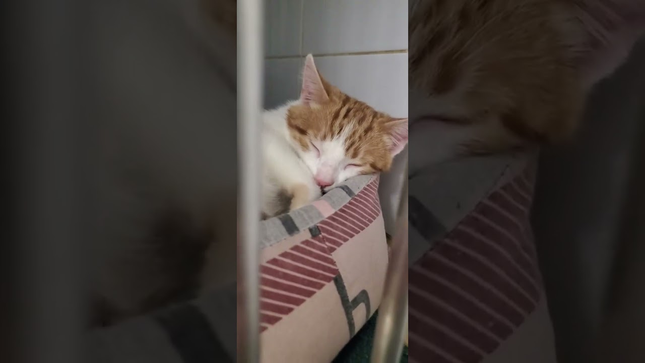 Аманда, Цветочек и Белый #cat 