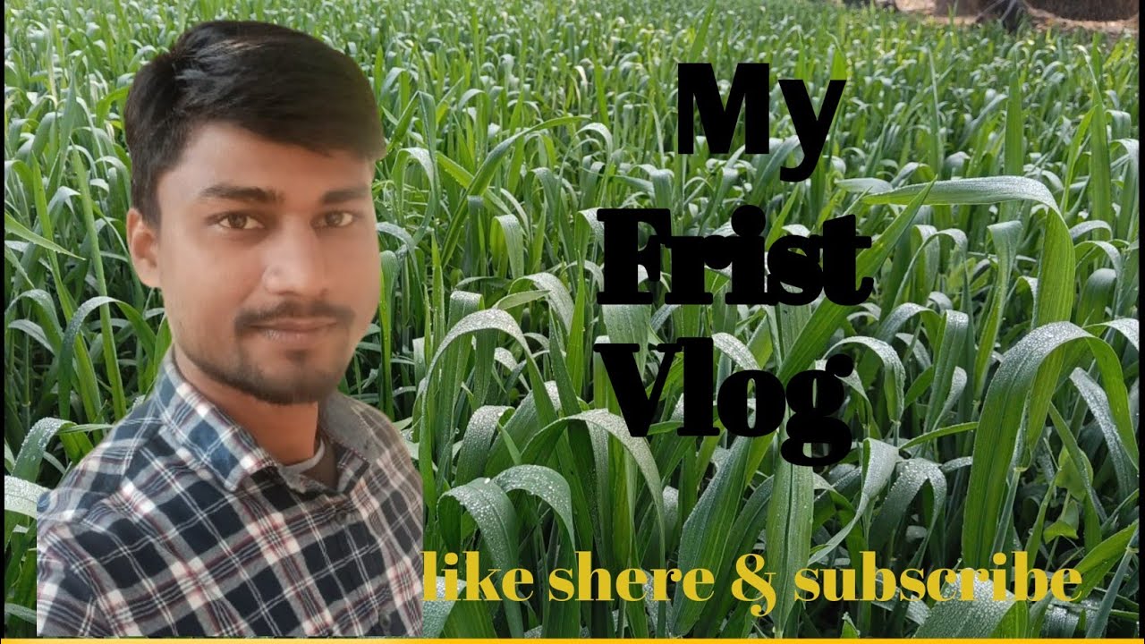 गेहूं का खेत, सरसों का खेत, pakribrawa,nawada vlog, bihar village vlog, first vlog, khet life