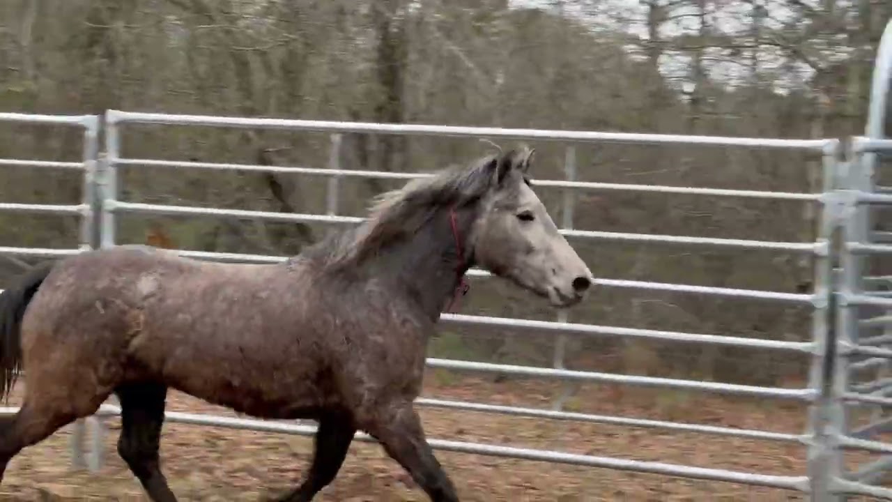 Mare 5039