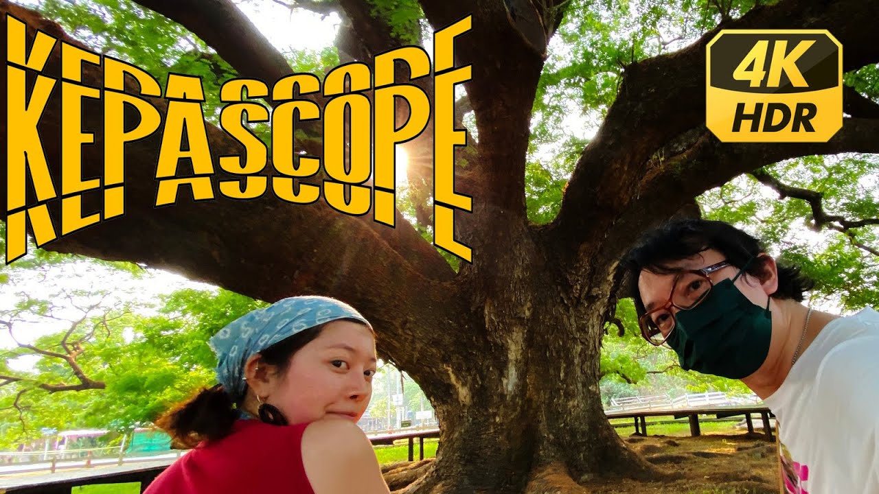 EP66 日落前飛車去看北碧百年神木 Giant Monkey Pod Tree 巨大な合歓の木 | KANCHANABURI #ต้นจามจุรียักษ์ | KEPASCOPE 4K HDR