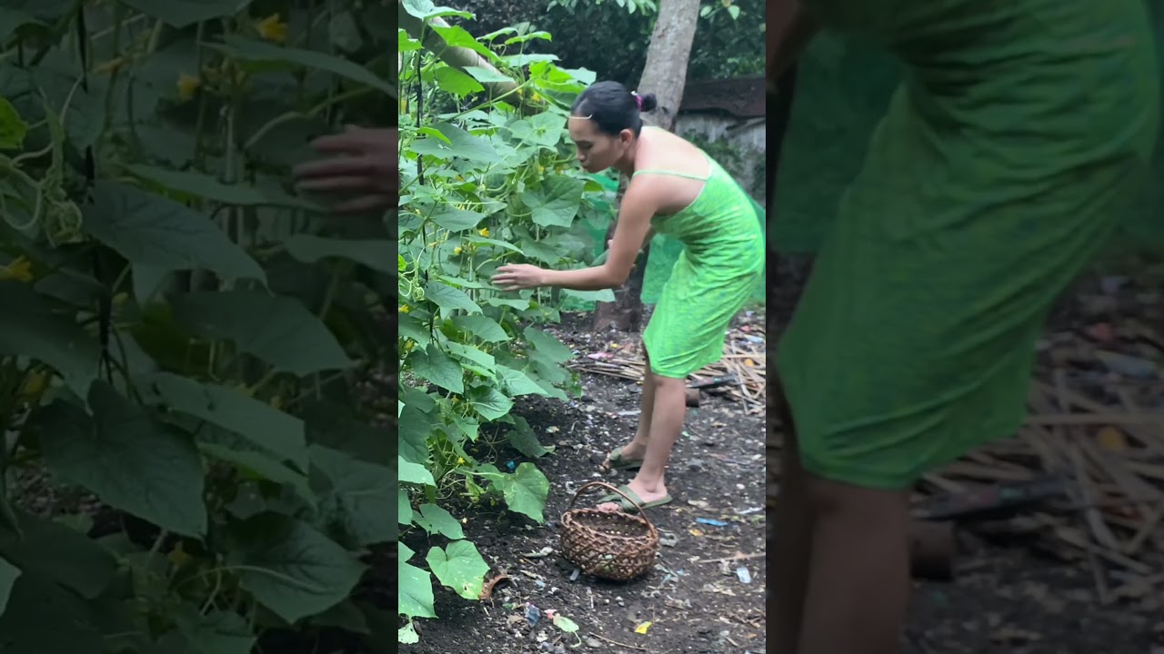 After heavy Rain, harvest cucumber in the garden  #short