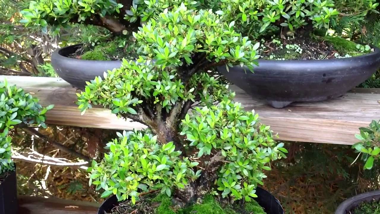 Azalea Update